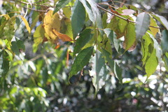 Fraxinus insularis