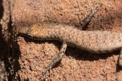 Cryptoblepharus zoticus