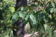 Fraxinus insularis
