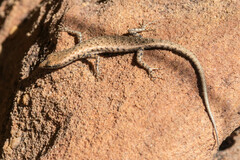 Cryptoblepharus zoticus