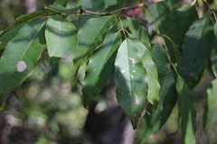Fraxinus insularis