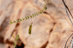 Acacia galioides