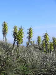 Puya chilensis