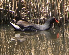 Gallinula galeata