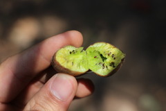 Actinidia latifolia