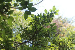 Pittosporum illicioides