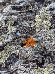 Caloplaca cinnabarina