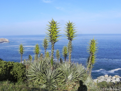 Puya chilensis