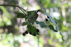 Pittosporum illicioides