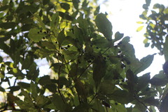 Pittosporum illicioides