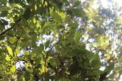 Pittosporum illicioides