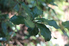 Pittosporum illicioides