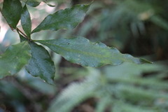 Pittosporum illicioides