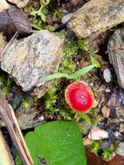 Sarcoscypha coccinea