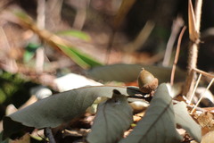 Quercus serrata brevipetiolata