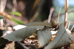 Quercus serrata brevipetiolata