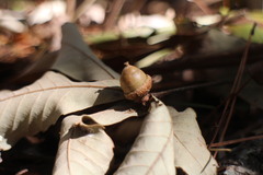Quercus serrata brevipetiolata