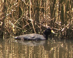 Fulica ardesiaca