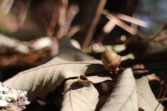 Quercus serrata brevipetiolata