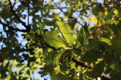 Quercus serrata brevipetiolata
