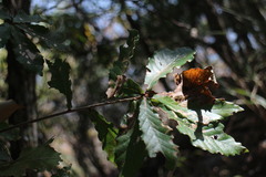 Quercus serrata brevipetiolata