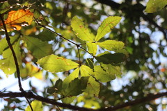 Quercus serrata brevipetiolata