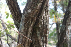 Quercus serrata brevipetiolata