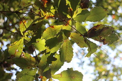 Quercus serrata brevipetiolata