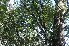 Quercus serrata brevipetiolata