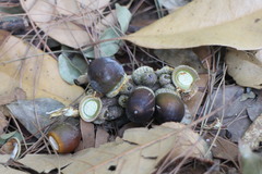 Lithocarpus brevicaudatus