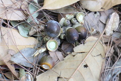 Lithocarpus brevicaudatus