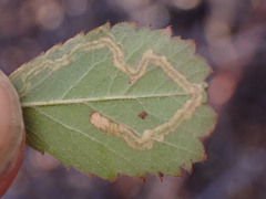 Stigmella