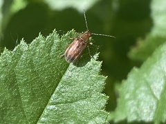 Eumolpinae