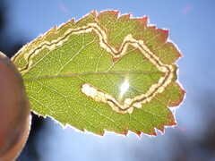 Stigmella