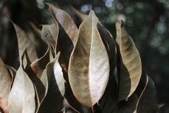 Lithocarpus brevicaudatus