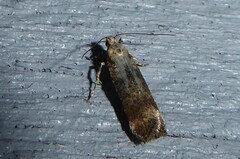 Anisoplaca acrodactyla