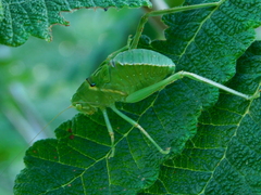 Stilpnochlora