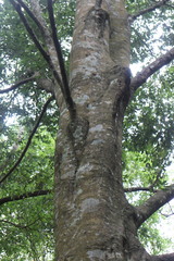 Quercus longinux
