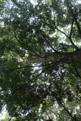 Quercus longinux