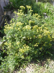 Ruta chalepensis