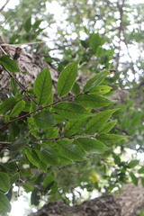 Castanopsis eyrei