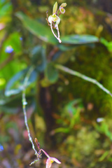 Epidendrum longipetalum