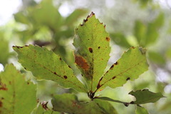 Quercus serrata brevipetiolata