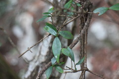 Alyxia taiwanensis