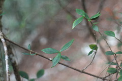 Alyxia taiwanensis