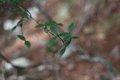 Alyxia taiwanensis