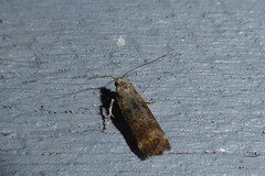 Anisoplaca acrodactyla