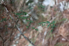 Alyxia taiwanensis