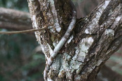 Alyxia taiwanensis