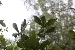 Quercus serrata brevipetiolata